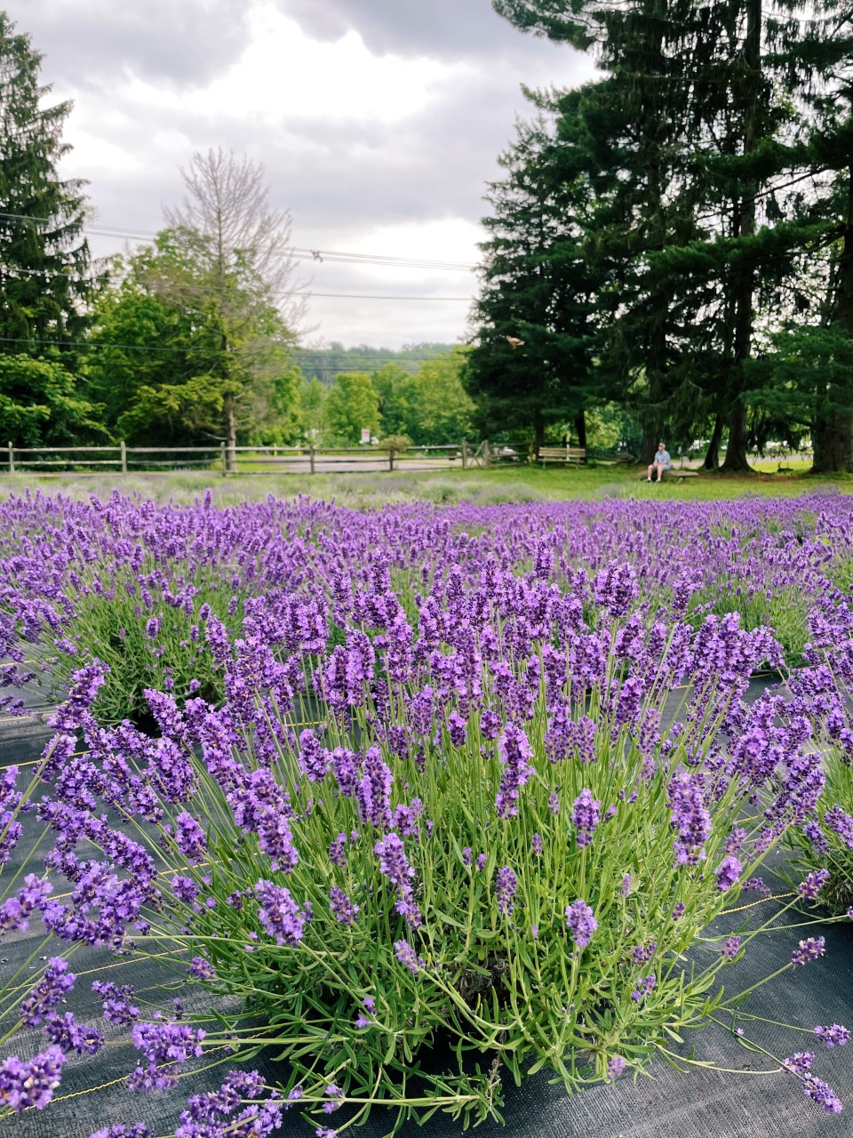 Peace Valley Lavender Farm in Doylestown, PA Organized Mess
