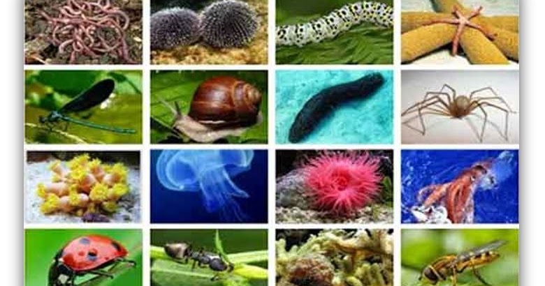 ANIMALES INVERTEBRADOS (JUEGOS LEARNING APPS)