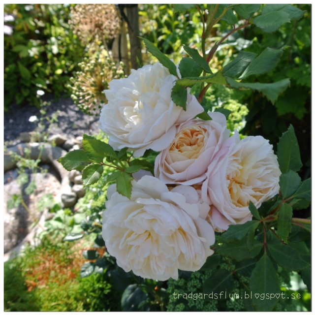 Mina älskade Austinrosor: Rosemoor, Wedgwood rose, Leander, Gentle Hermonie, Crocus rose Ema