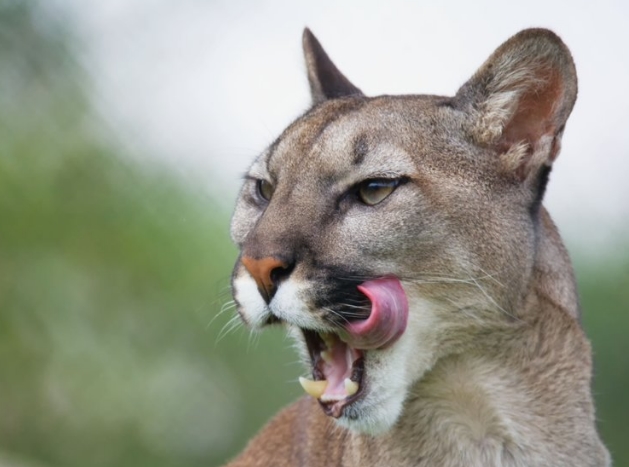 mountain lion bares