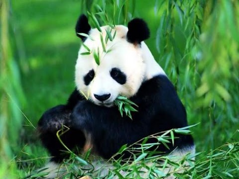 Panda “Bambu Ayısı” 