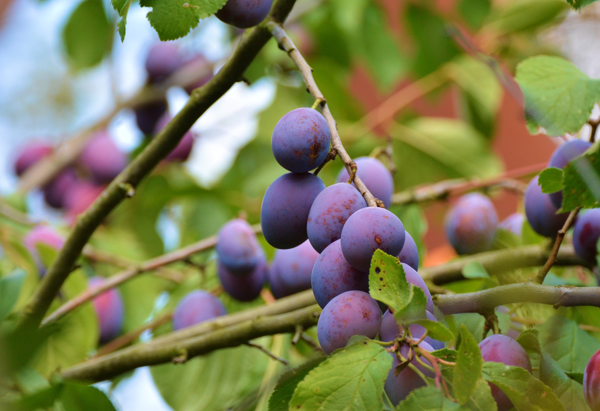 Grow Plum Tree