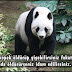 Çin'de Panda Olmak