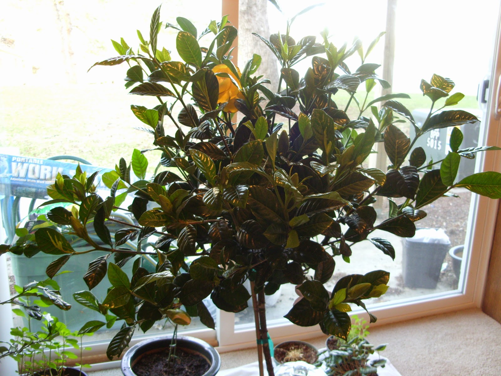 Eat The Blog: Meet Flora, The Gardenia