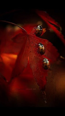 Catarinas Mariquitas Ladybugs Ladybird Wallpapers