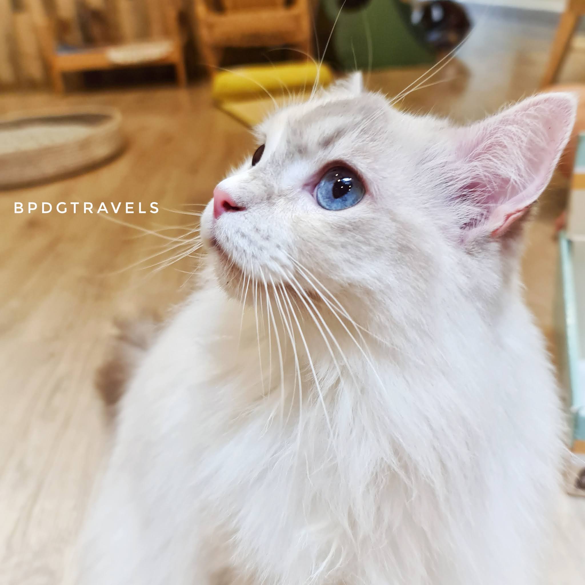 Meomi Cat Cafe - Chill Pet Cafe In Bugis With Fluffy Ragdolls