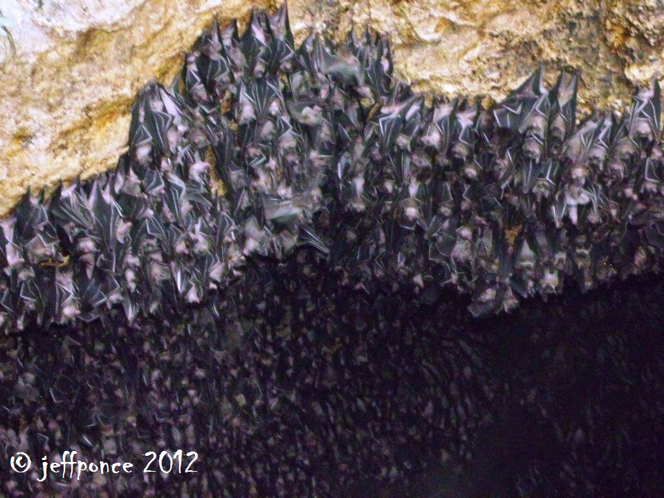 Bisayang Manlalakbay around the Philippines Monfort Bat Cave Sanctuary