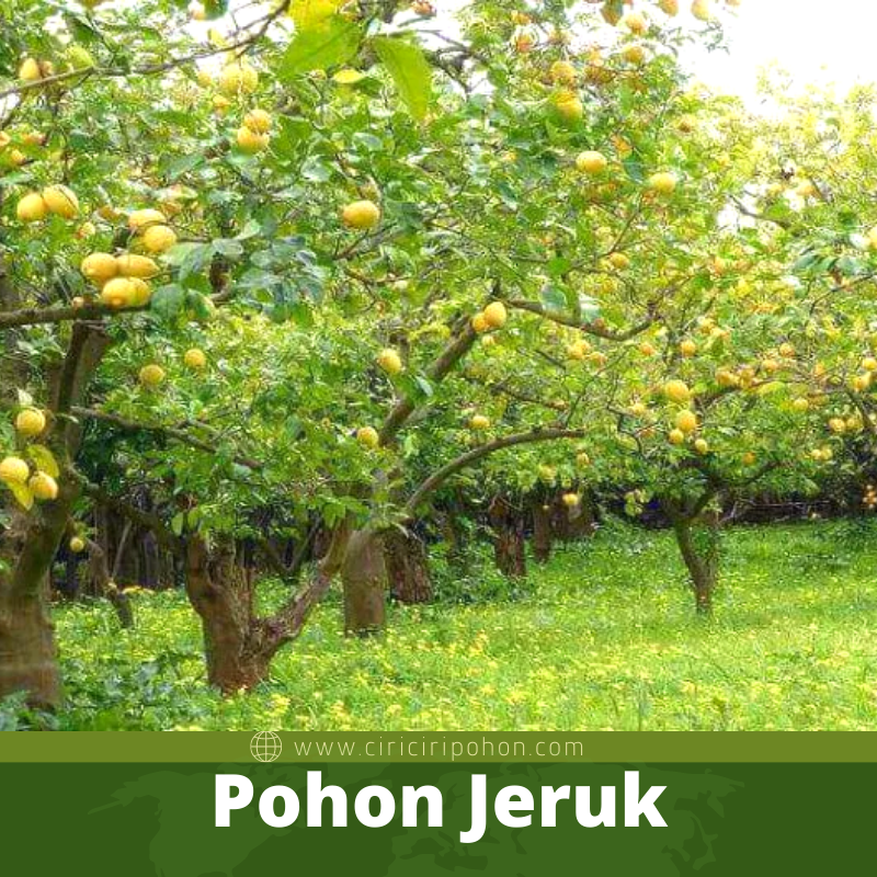 Pohon Jeruk