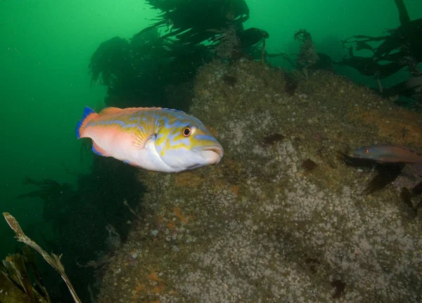 Cuckoo Wrasse. Photo copyright Paul Naylor/www.marinephoto.co.uk (All Rights Reserved)