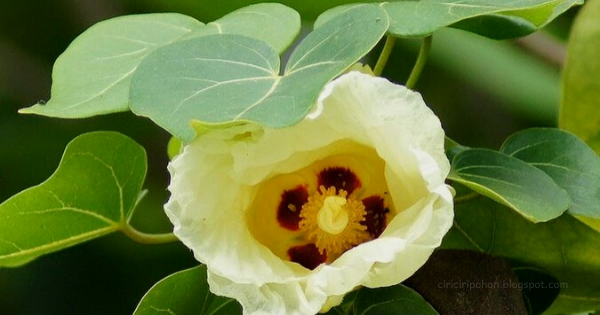 Ciri Ciri Pohon Hibiscus Tiliaceus / Waru Laut Di Alam Liar