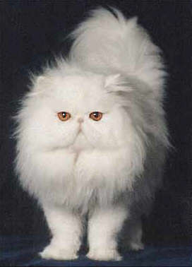 Long Haired Domestic Cat Fun Animals Wiki Videos Pictures Stories