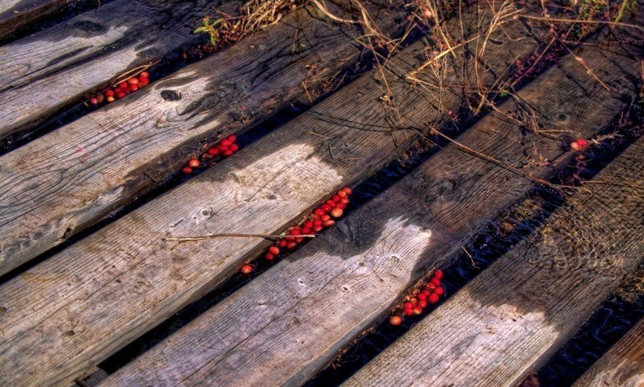 Клюква в канаде Клюква в канаде