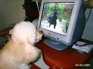 cachorrinha no computador