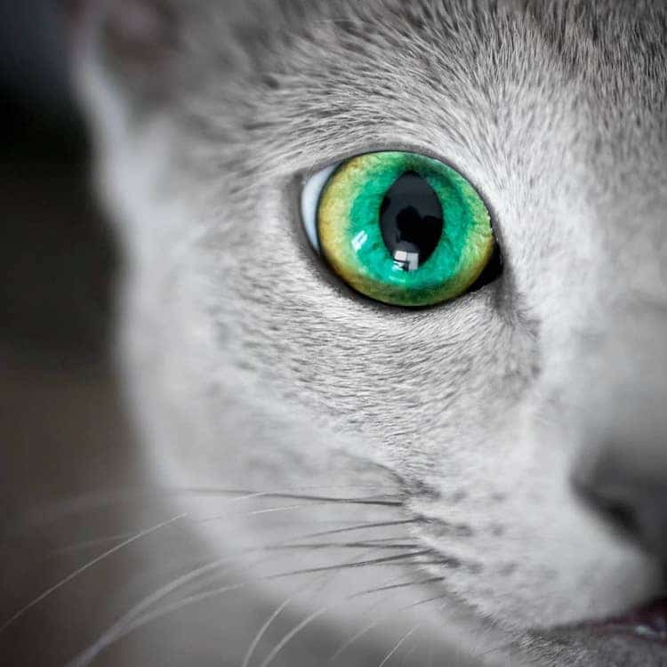 Stunning Pictures Of Silver Cat Sisters With Gorgeous Green Eyes Stunning Pictures Of Silver Cat Sisters With Gorgeous Green Eyes