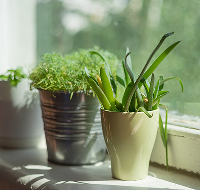 Organic Garden: A Small Step to Bigger Eco-Friendly Goals