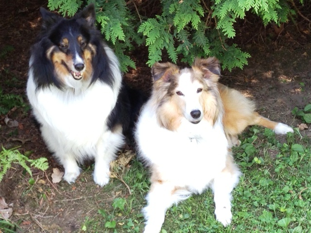 Sheltie Times: Granite State Sheltie Rescue Calendar Sheltie Times: Granite State Sheltie Rescue Calendar