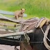 "Cãorroceiro": cachorro pilotando charrete vira febre na internet; veja o vídeo 