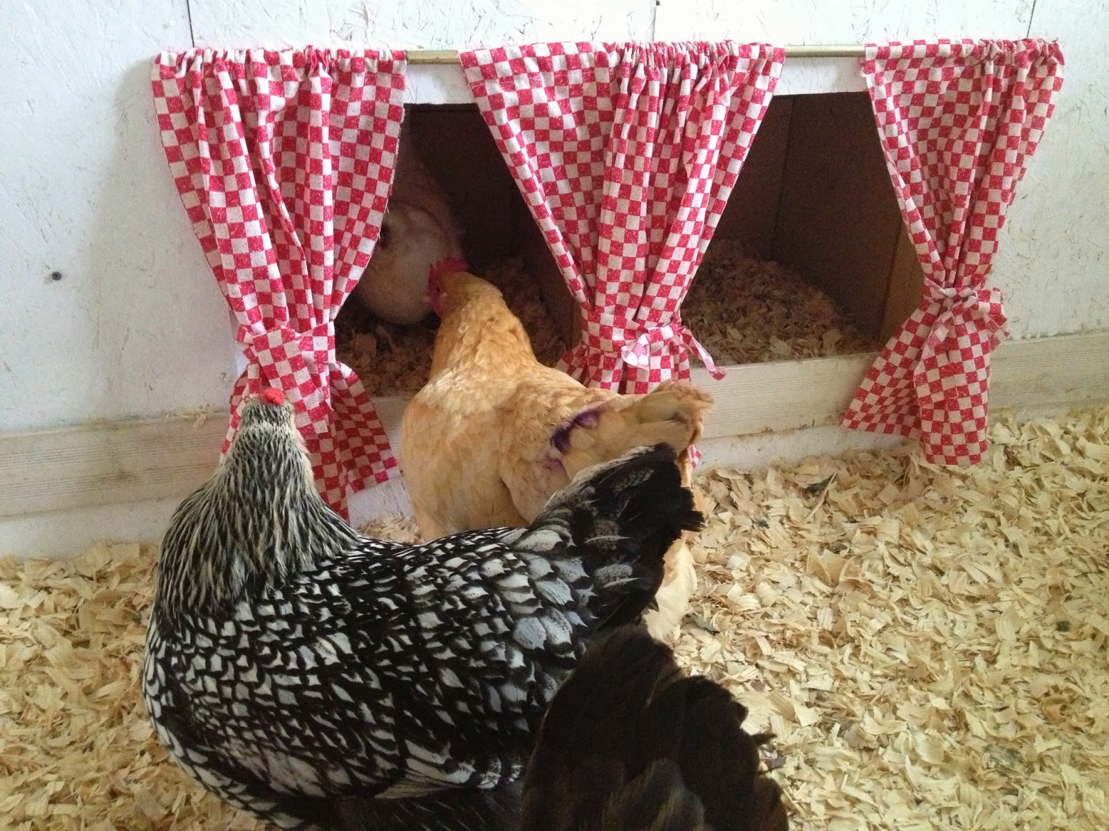 Shirley's World New Chicken Coop Decor!