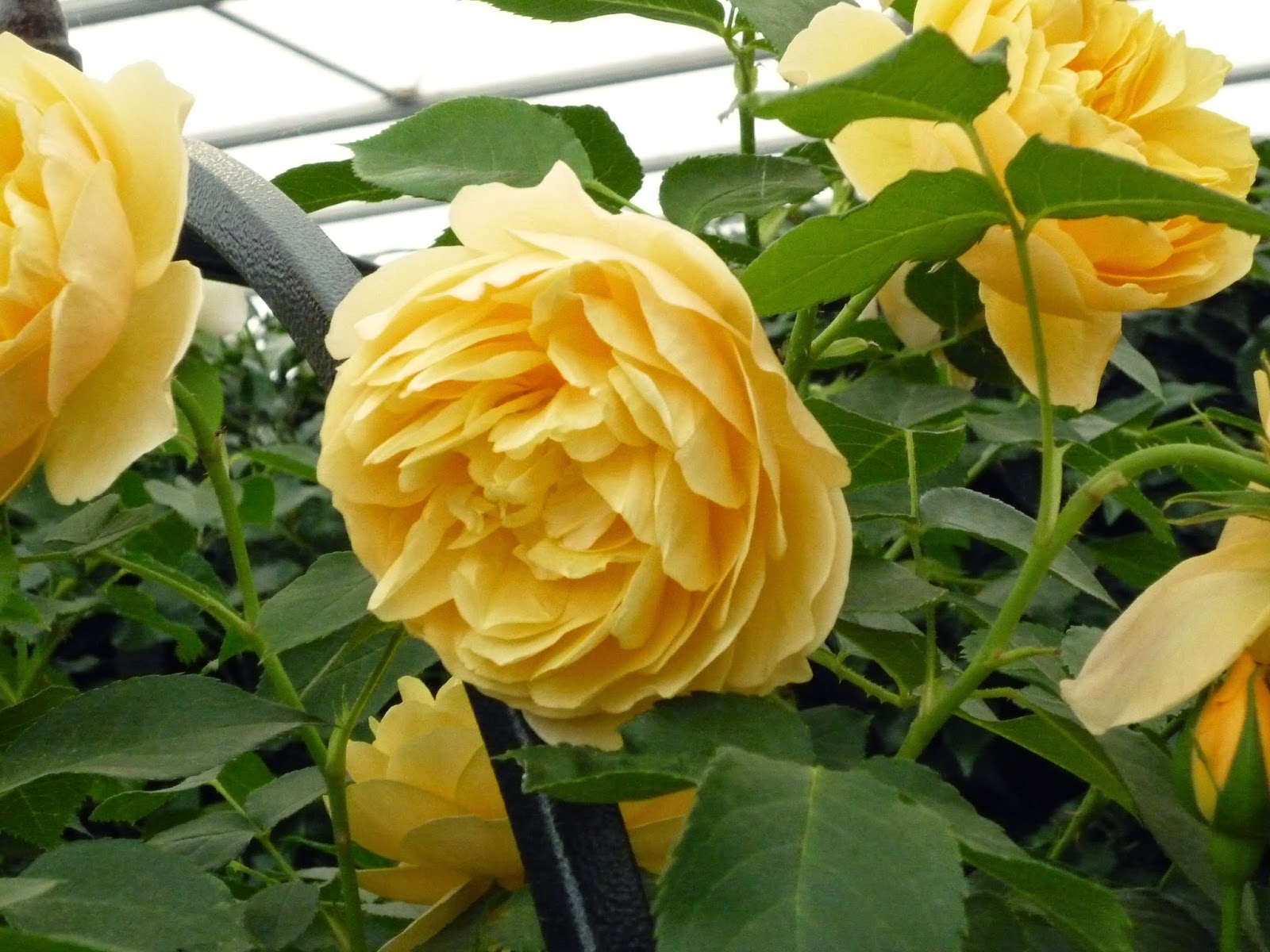 Coulda Shoulda Woulda: David Austin Roses and their Other Collections ...