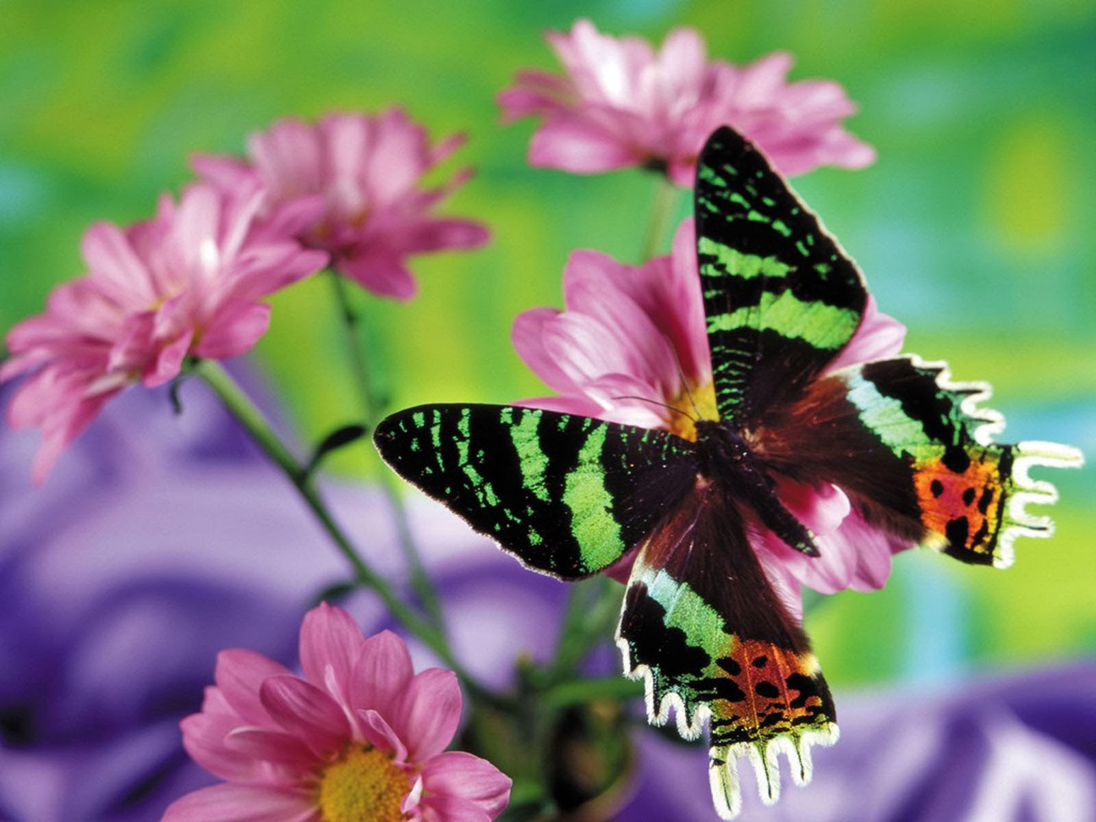 wallpapers: Butterfly Desktop Backgrounds