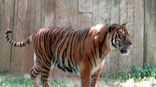 Harimau 2 Singa di  Kebun Binatang  Jambi  Tewas Akibat 