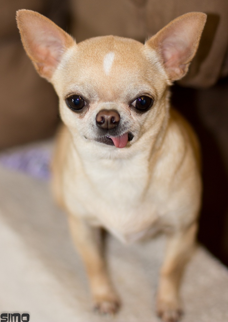chihuahua purina