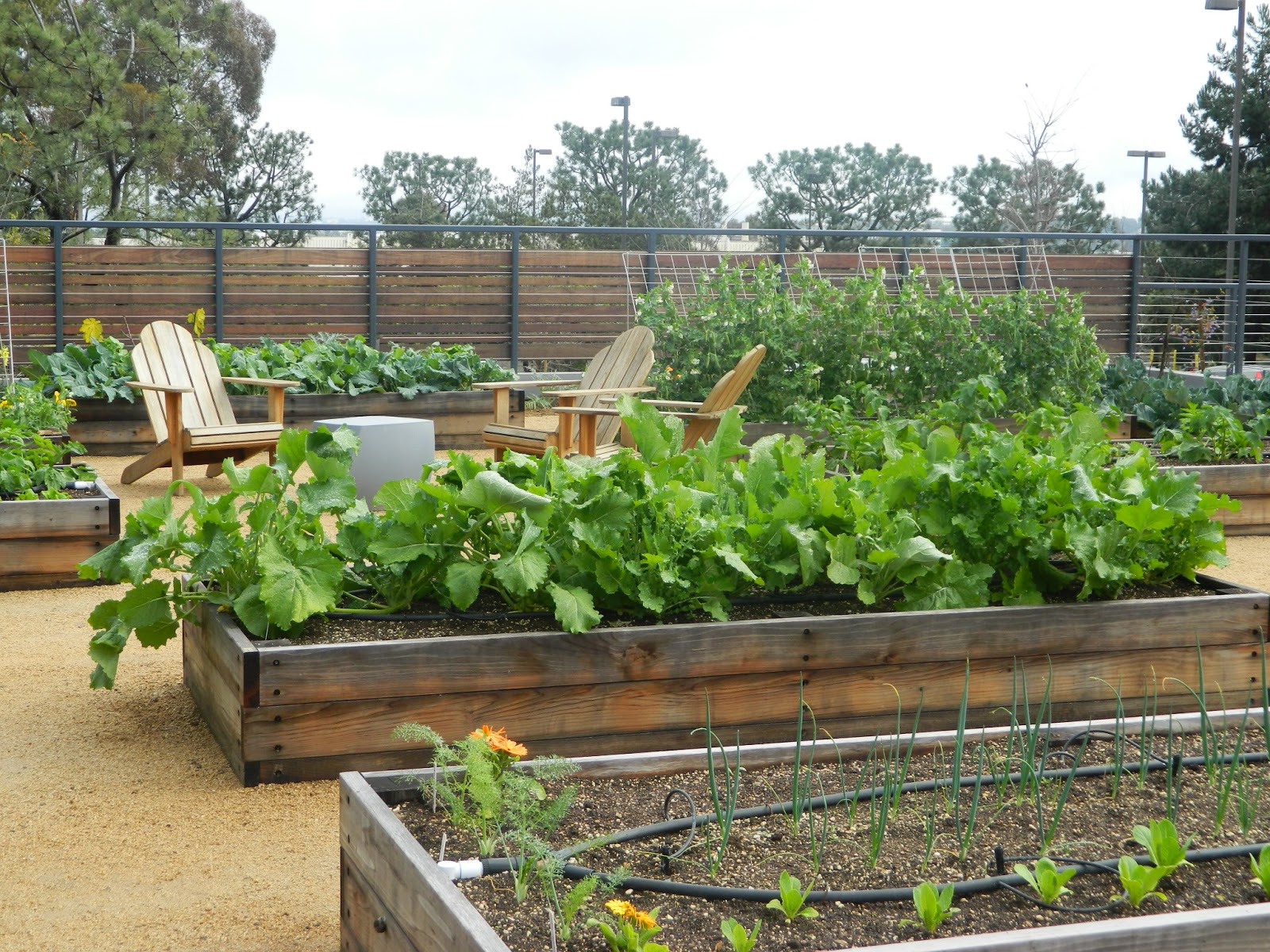 GardenEnvy: Corporate Edible Garden Works For Employees