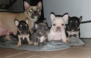 french bulldogs family