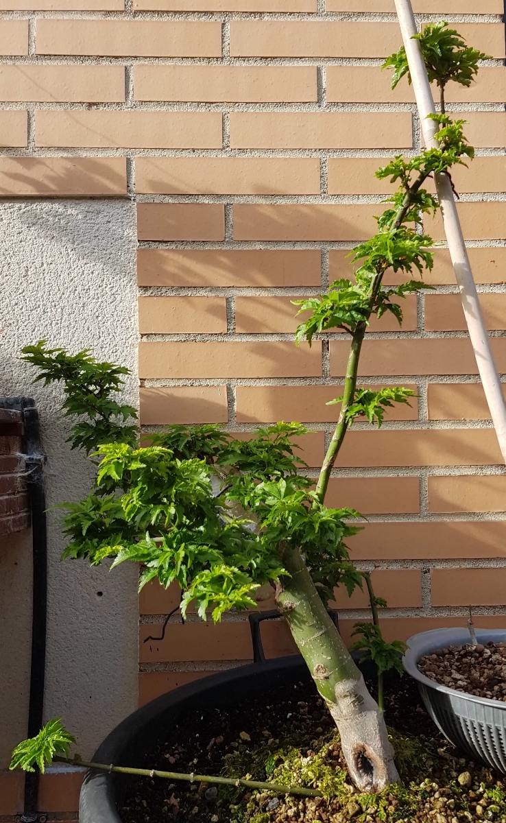 Acer palmatum shishigashira 20200322_123441