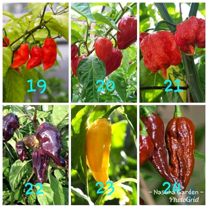 Gambar Produk 5