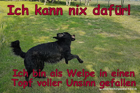 Hund Krank Spruch