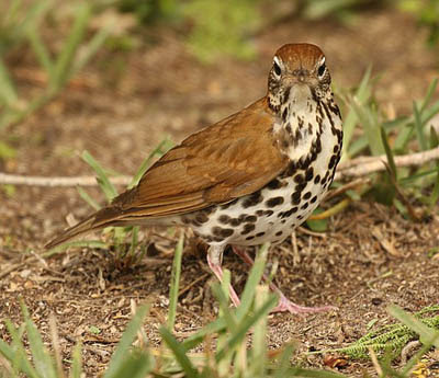 Photo of Wood Thrush on ground Photo of Wood Thrush on ground