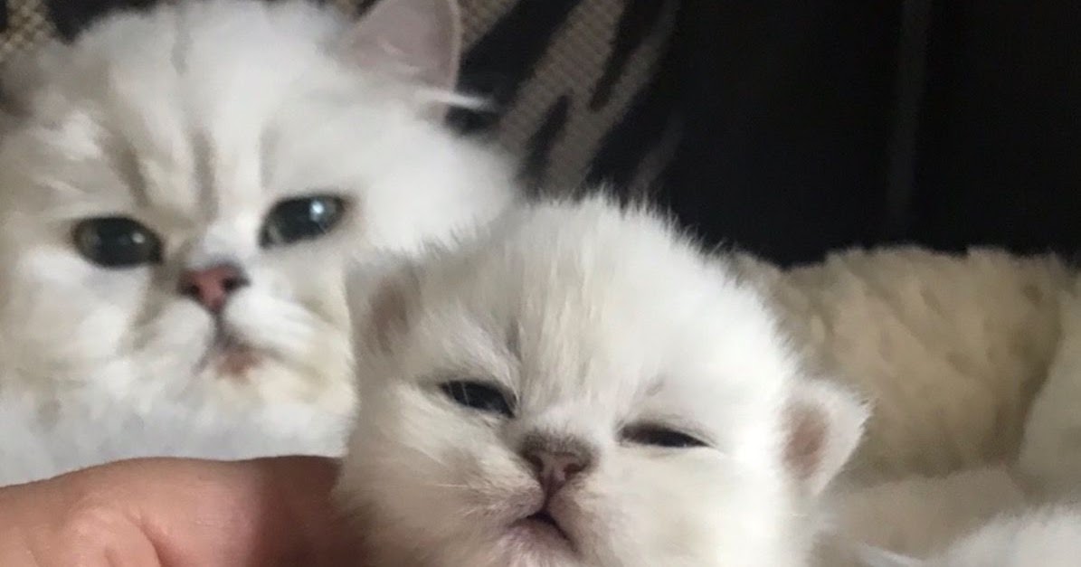 The Kuwait Cats and kittens Adoption and sales email us at