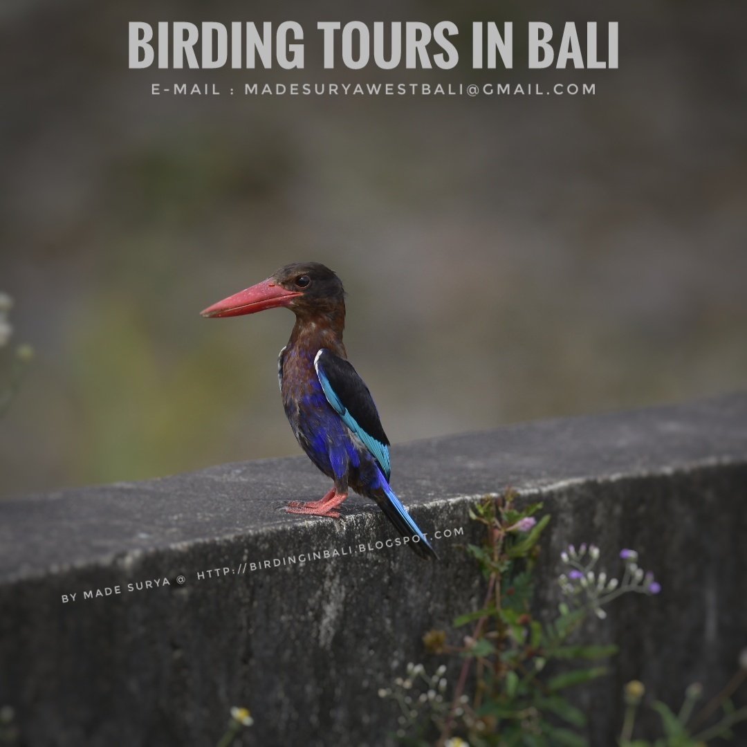 Birds of Bali Galery