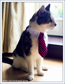Dress My Pet Basil Looking rather Spiffing ©BionicBasil® The Pet Parade 335