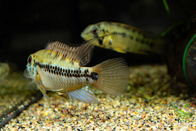 Apistogramma. cf. alacrina (Guayas)