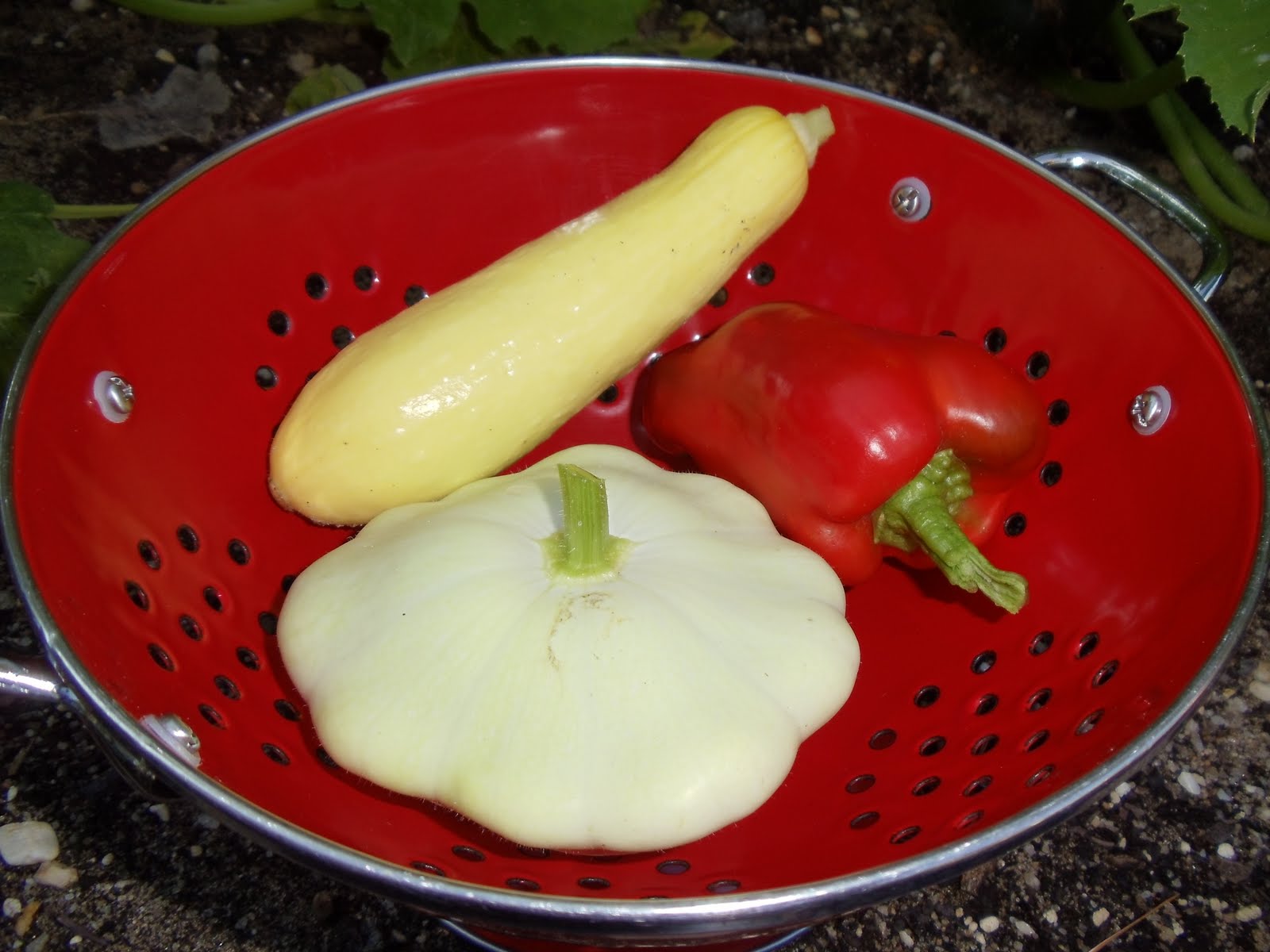 Debbie's Potager The Square Foot Garden versus the Squash