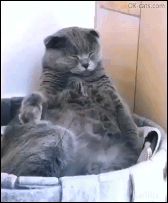 Creepy Cat GIF • OMG! Cat trying not to fall asleep but suddenly his head goes back Creepy Cat GIF • OMG! Cat trying not to fall asleep but suddenly his head goes back