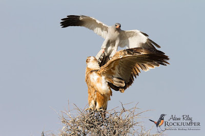 Goshawk and Eagle