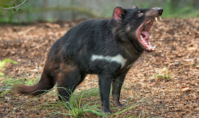 Yakuza Togel Berita Hotnews Merekalah Binatang Paling Bau Di Dunia