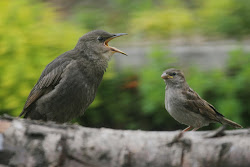 starling sparrow together birds nesting nest european