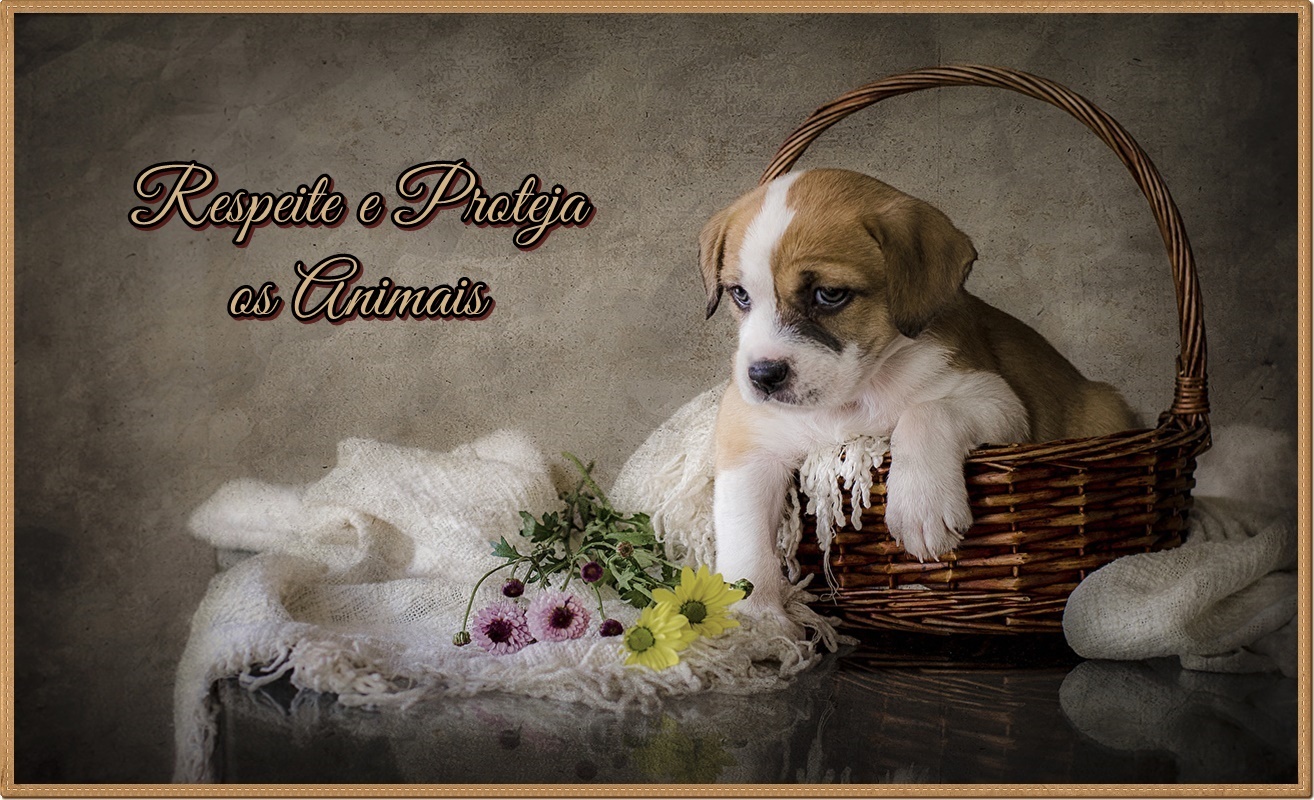 ღ Respeite e Proteja os Animais ღ