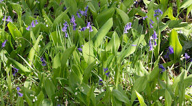 Bluebells, Hyacinthoides non-scriptum, and Lily-of-the-valley, Convallaria majus.  Joyden's Wood, 12 May 2012.
