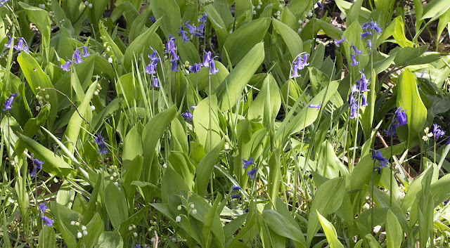 Bluebells, Hyacinthoides non-scriptum, and Lily-of-the-valley, Convallaria majus.  Joyden's Wood, 12 May 2012.