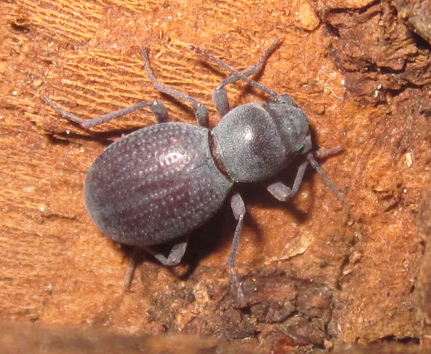 Triorophus%252315.JPG