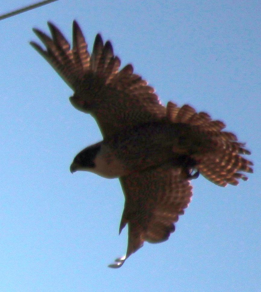 Richard Waring's Birds of Australia: Peregrine Falcon and Whistling ...