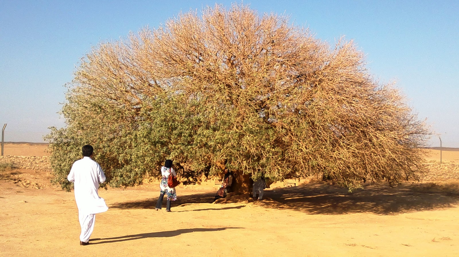 Kolom hsgautama: The Blessed Tree, pohon yang pernah 