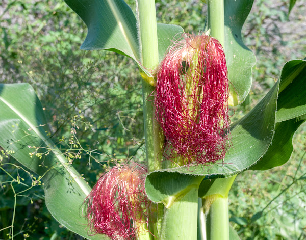 maize farming, maize cultivation, guide for maize farming, how to start maize farming, tips for maize farming, growing maize, commercial maize farming, growing maize commercially, corn, corn farming, corn farming guide, tips for corn farming, how to start corn farming, commercial corn farming