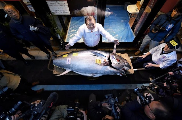 Raja Tuna Tokyo dan Ikan Tuna Tawau