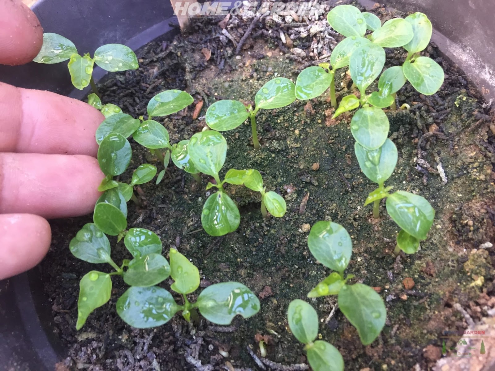 How To Grow Papaya From Seeds indoors